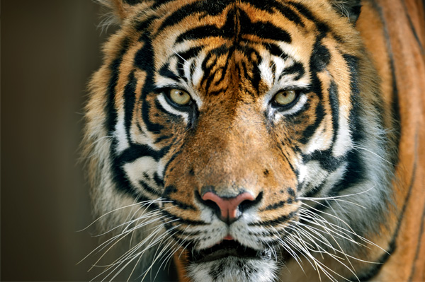 Photo of a tiger
