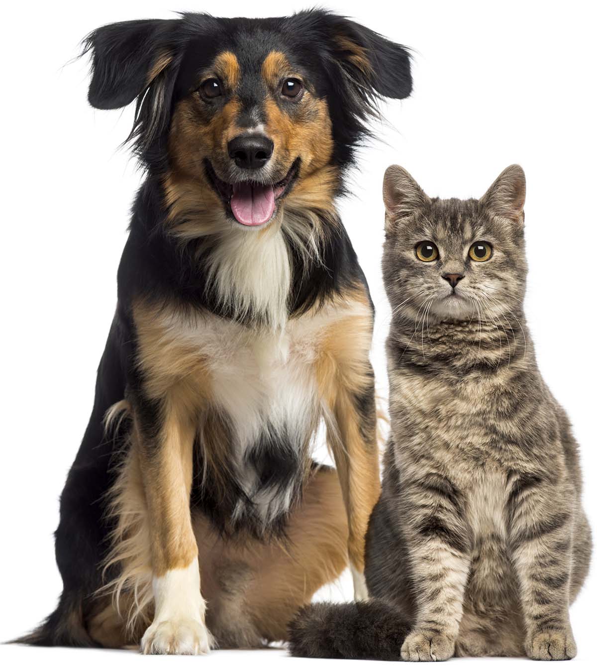 pets