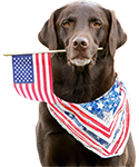 Photo of dog with American flag